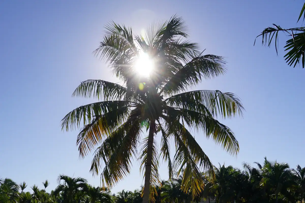 Florida pool palm